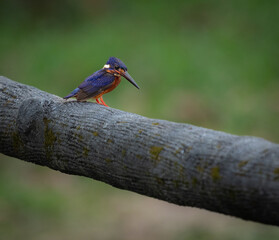 Bird sitting on a wooden sturcture