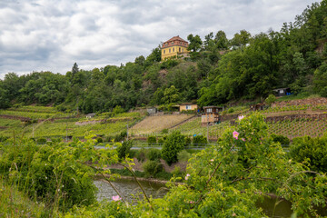 Weinberg an der Elbe bei Meißen in Sachsen