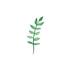 Fototapeta premium green plant isolated , green branch decorative