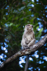 Monkey photo that i have took