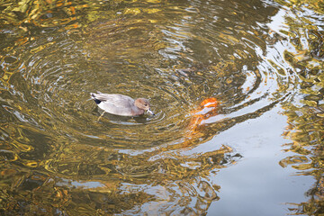 An overhead view of a duck swimming in a pond, seemingly attracted to a visible goldfish below the rippling water surface, reflecting colors from surrounding trees