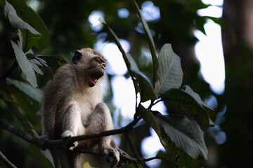 Monkey photo that i have took