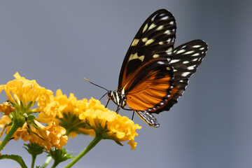 Heliconius hecale Butterfly feeding on flowers. High quality photo