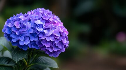 Purple Flower Blooming with Dewdrops