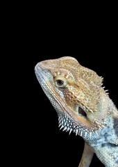 A photo of a garden lizard's head taken from the side, isolated on a black background.
