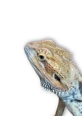 A photo of a garden lizard's head taken from the side, isolated on a white background.