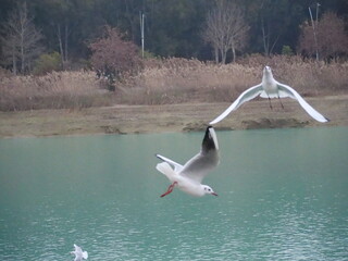 Fototapeta premium seagulls in flight