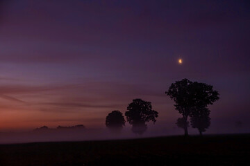 Fototapeta premium Silhouetted trees in thick fog at dawn, gently lit by a hint of moonlight, create a serene, captivating scene