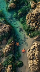 Obraz premium Coastal overhead view of starfish on sandy shore with turquoise water