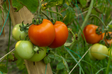 Ripe tomatoes are growing on a tomato plant. It is a popular nutritious vegetable.