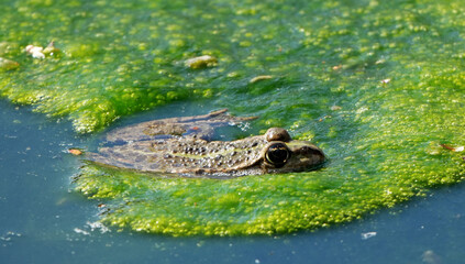 A marsh frog (Pelophylax ridibundus) resting in a pond covered with green algae