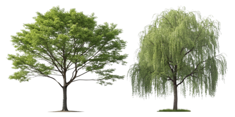 Majestic Trees A Collection of Lush Green Deciduous and Weeping Willow Trees