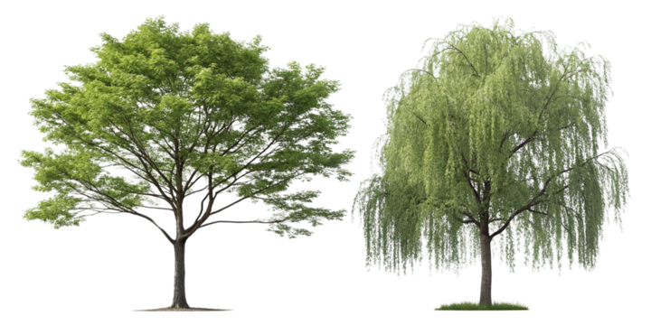 Majestic Trees A Collection of Lush Green Deciduous and Weeping Willow Trees