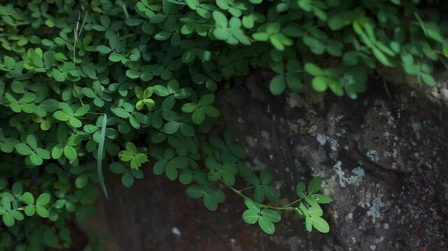 Close up of green clover-like ground cover growing over a textured rock surface in a tropical garden, showcasing natural contrast, fresh foliage, and organic texture