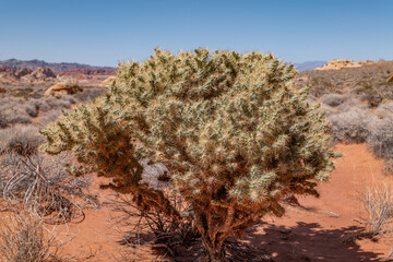 Cylindropuntia echinocarpa is a species of cactus, silver cholla, golden cholla, and Wiggins' cholla. Opuntia echinocarpa. Rainbow Vista Trail, Valley of Fire State Park, Clark County, Nevada