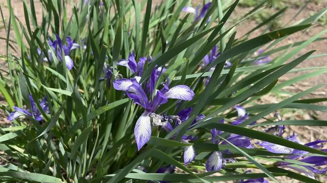 Iris versicolor is also commonly known as the blue flag, harlequin blueflag, larger blue flag, northern blue flag, and poison flag	