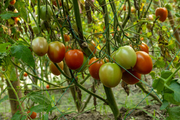 Ripe tomatoes are growing on a tomato plant. It is a popular nutritious vegetable.