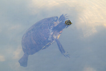 息継ぎをする亀