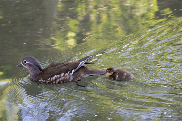 泳ぐカルガモの親子