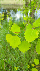 Leaves of birch with bright sun. tree branch with a bright green leaf in the sun