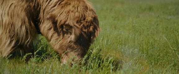 The long hair muskox on the summer lush meadow, happily munching on the juicy green grass beneath...