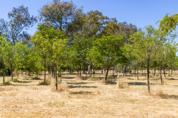 Fototapeta premium Izmir Wildlife Park, called inceralti Kent ormanli, is a large and beautiful park area with flamingos