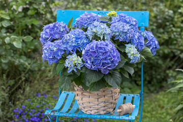 blaue Bauernhortensie (Hydrangea macrophylla) im Korb auf einem Gartenstuhl
