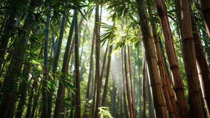 Serene bamboo forest with sunlight filtering through dense canopy, creating tranquil and peaceful atmosphere. tall bamboo stalks are lush and vibrant