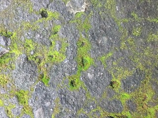 The cement floor of the yard is mossy