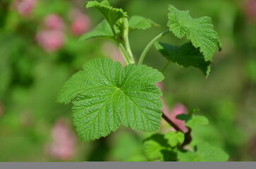 Branch with leaves of red currant bushy plant. closeup photo outdoors. Spring garden environment,growing,gardening concept.Free copy space.