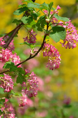 Red Currant ,Blood Currant (Ribes sanguineum) flowering shrub against natural green garden background 
