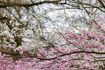 Obraz premium Stunning cherry blossoms beautifully bloom in shades of pink and white, heralding the delightful arrival of spring