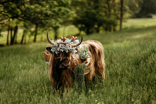highlander cow in a field with boho baskets