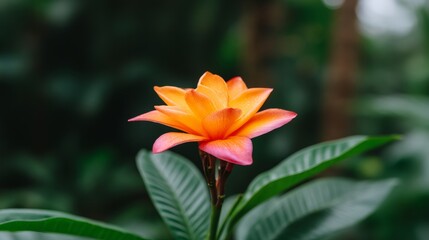 Fototapeta premium Vibrant Orange and Pink Flower Blooming Amidst Lush Green Foliage