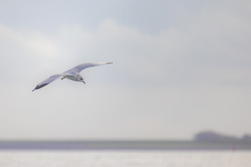 A serene and picturesque view of a seagull soaring gracefully above the tranquil waters and soft,...