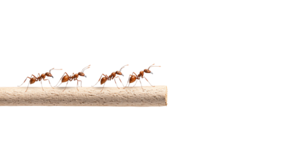 A line of ants walking on a stick against a white isolated background.