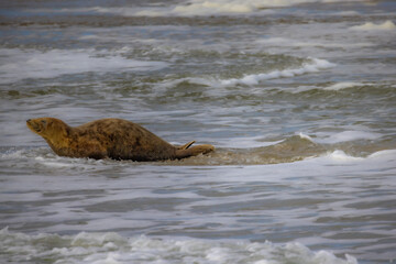 Eierland, De Cocksdorp, Texel, The Netherlands, Oktober 28th, 2024, A seal lies peacefully on the...