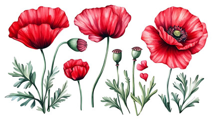 Obraz premium Watercolor red poppy flower set with leaves on transparent background