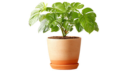 Fototapeta premium Lush green plant in a terracotta pot, ideal for enhancing indoor decor, isolated on a white background.