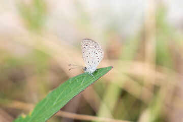 Close up of small butterfly on green leaf