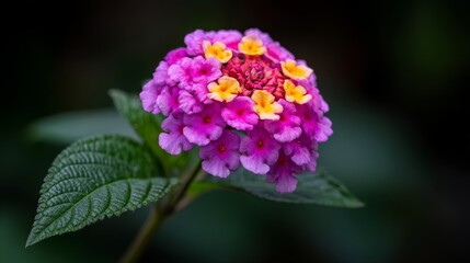 Obraz premium Vibrant Pink And Yellow Flower With Green Leaves Against Dark Background