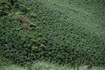 Breeding ground of Rhinoceros Auklets