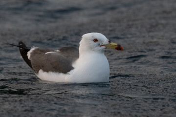 Black-tailed Gull swimming