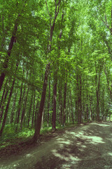 Dense forest, trees. Sun rays, green leaves, grass.