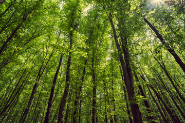 Dense forest, trees. Sun rays, green leaves, grass.