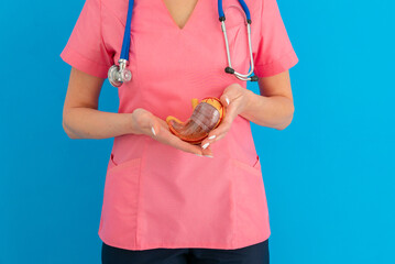 Doctor hold in hands anatomical model human stomach