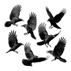Fototapeta premium A black and white artistic composition of seven ravens isolated on transparent white background 