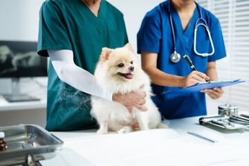 Asian veterinarians examining a smiling fluffy dog during checkup. Medical notes, stethoscope, and...