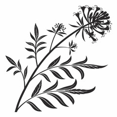 black and white hedysarum