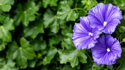 Vibrant Purple Flowers Among Lush Green Leaves In Natural Garden Setting